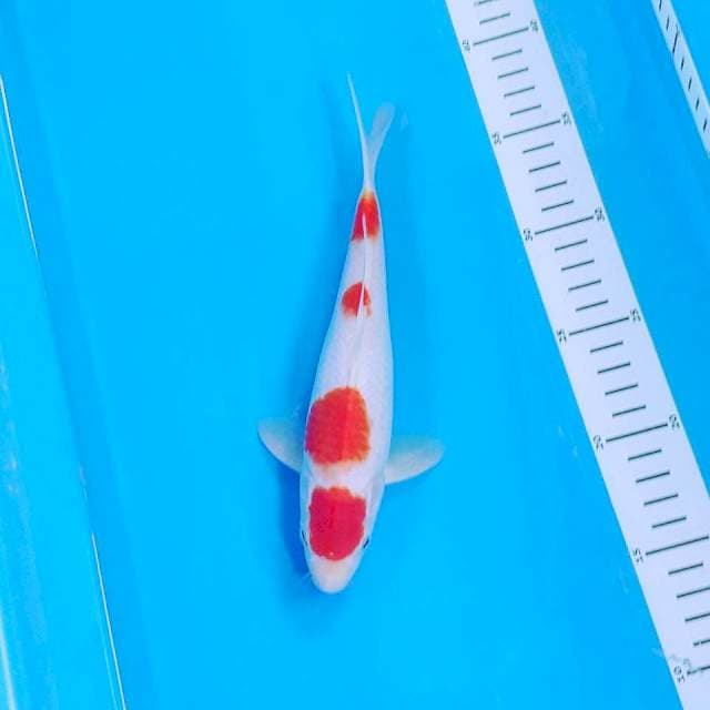Yondan kohaku hq