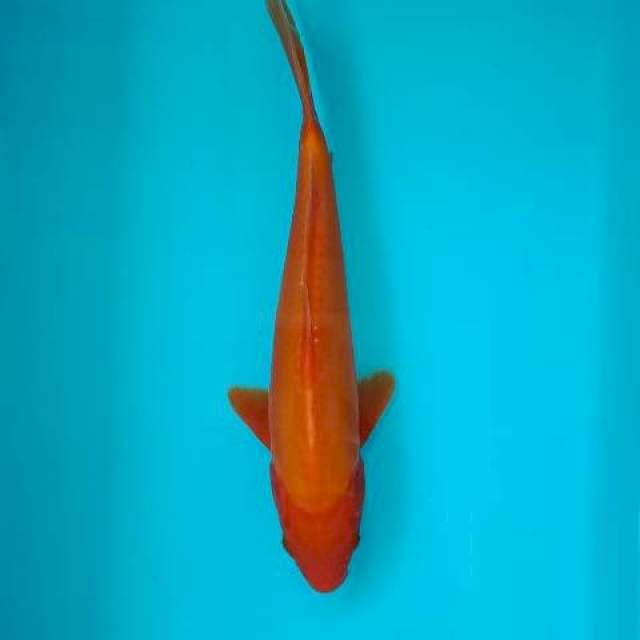 BENIGOI TEMBUS 28 CM DOITSU