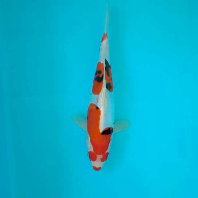 SANKE DOITSU 25 CM