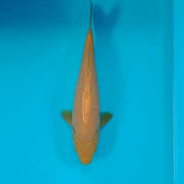 KARASHI 28 CM