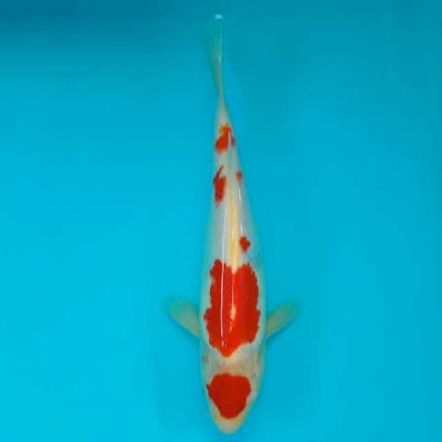 KOHAKU 25 CM