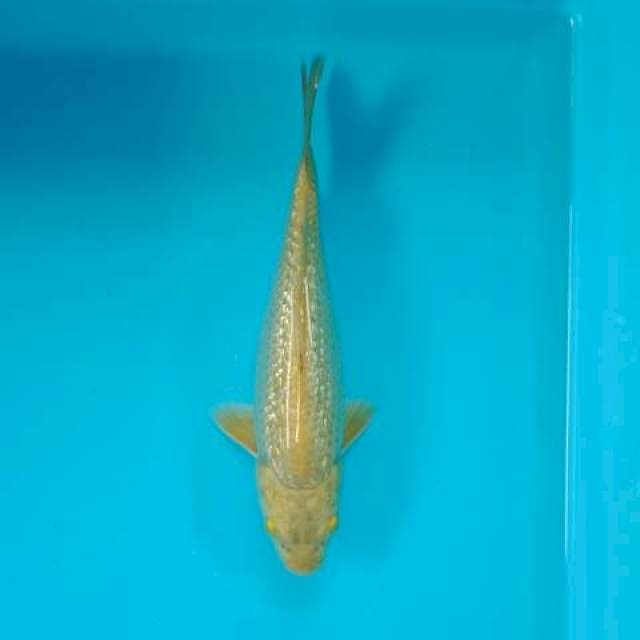 MIDORI 24 CM