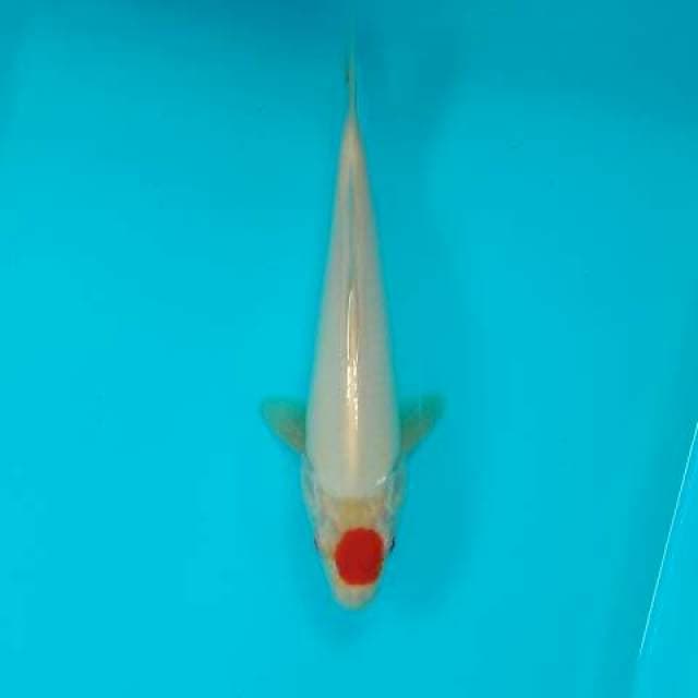 TANCHO 24 CM