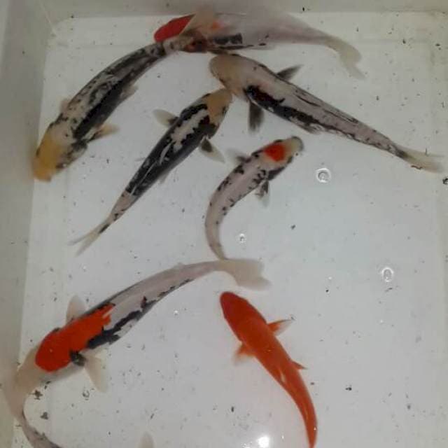 Benikumon 20 bu