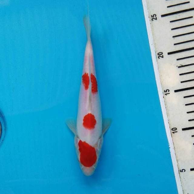 SANDAN KOHAKU CIAMIK