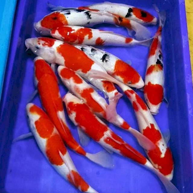 F1 kohaku sanke grade A 35an cm