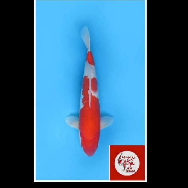 45bu - Male - Kohaku Nidan Merah
