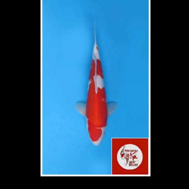 38cm - Male - Kohaku Merah Halus