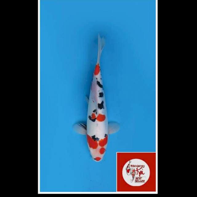 35cm - Female - Sanke Doitsu Dalmation