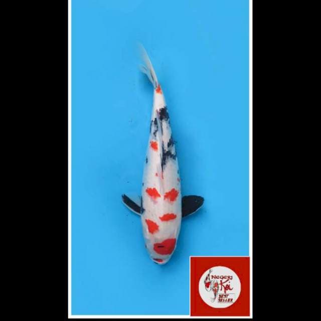 43cm - Female - Kindai Showa Putih