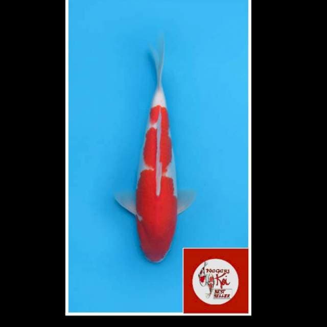 45bu - Female - Kohaku Calon Jumbo