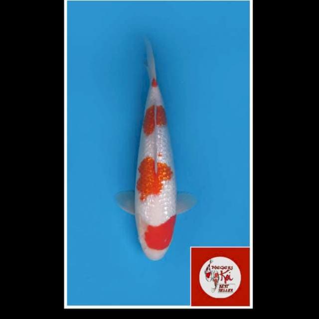42cm - Female - Kohaku Full Ginrin
