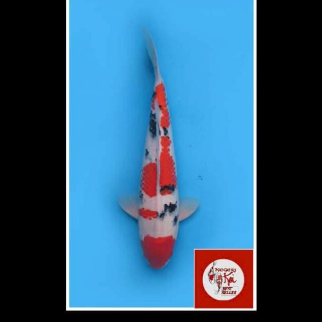 42cm - Male - Red Sanke Tusbo Sumi