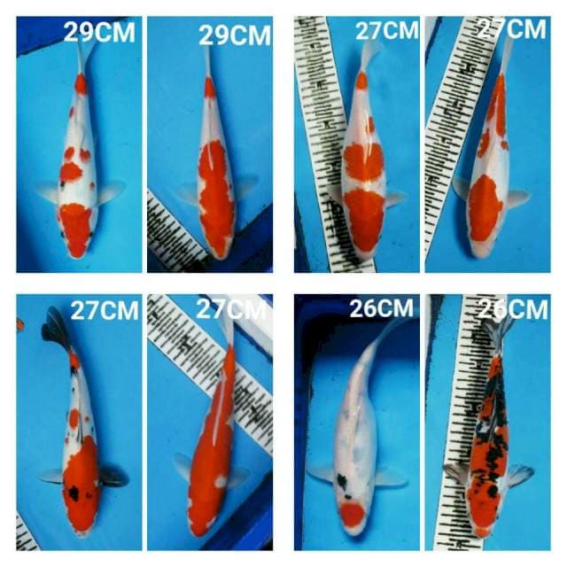 MIX KOI CANTIK