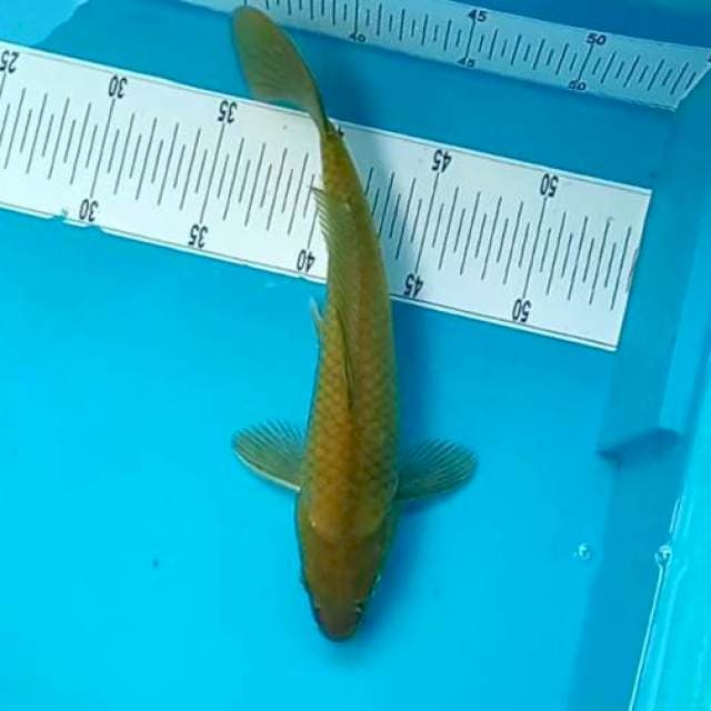 MIDORI #38CM