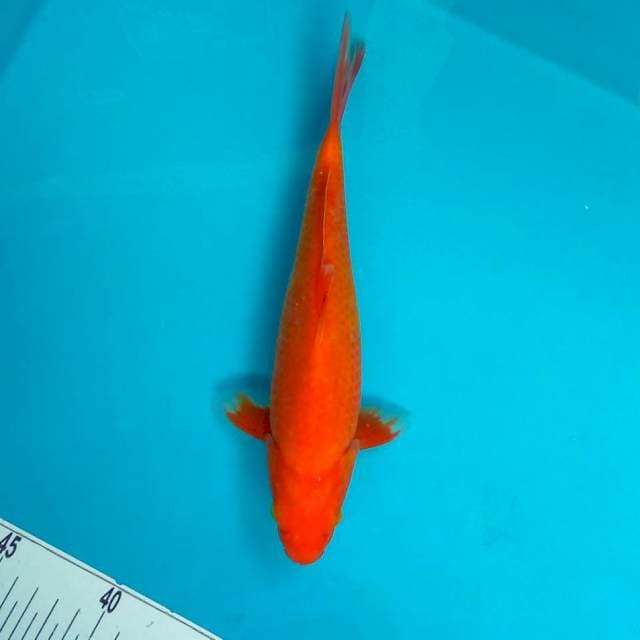 BENIGOI #29CM