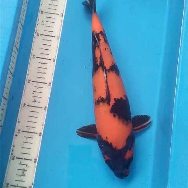 Hi Utsuri 39 Mulus