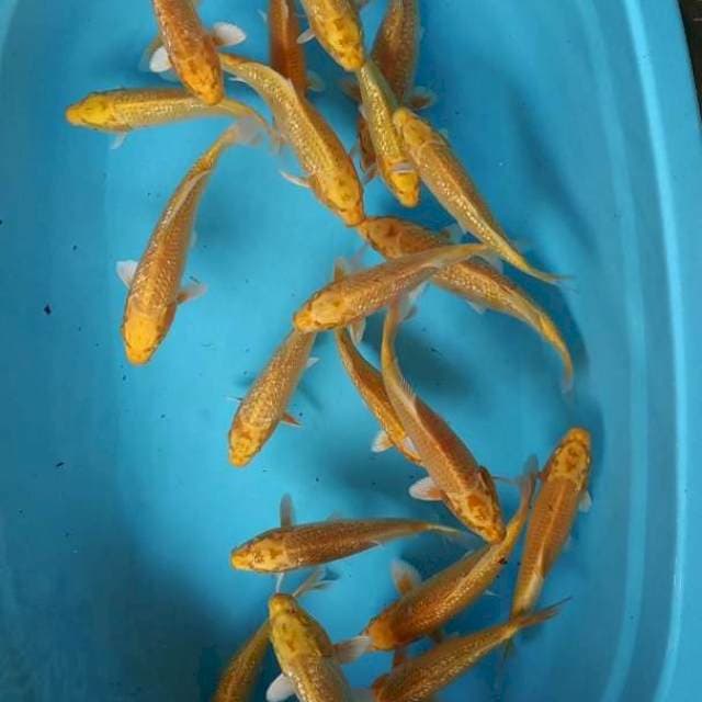 Paket 20 Ekor ogon