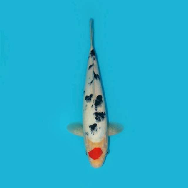 TANCHO SANKE 33 CM