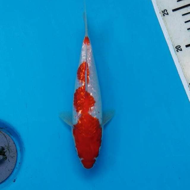 RED LIGHT - GINRIN KOHAKU