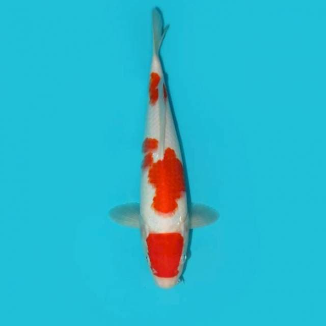 TANCHO KOHAKU 24 CM