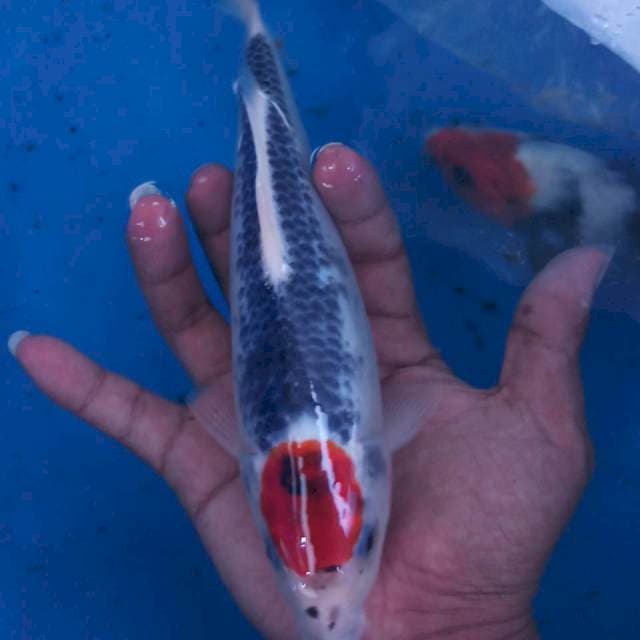 ORIGINAL TANCHO GOSHIKI 20CM