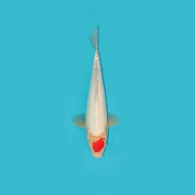 TANCHO 26 CM