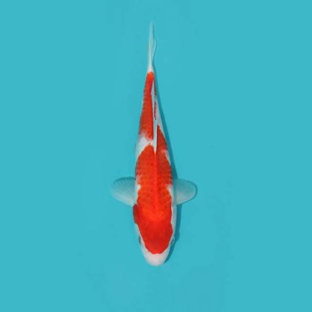 KOHAKU 26 CM