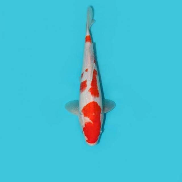 KOHAKU 26 CM
