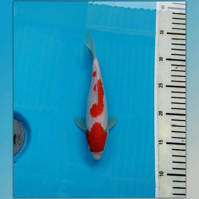 MINI SANDAN KOHAKU CIAMIK