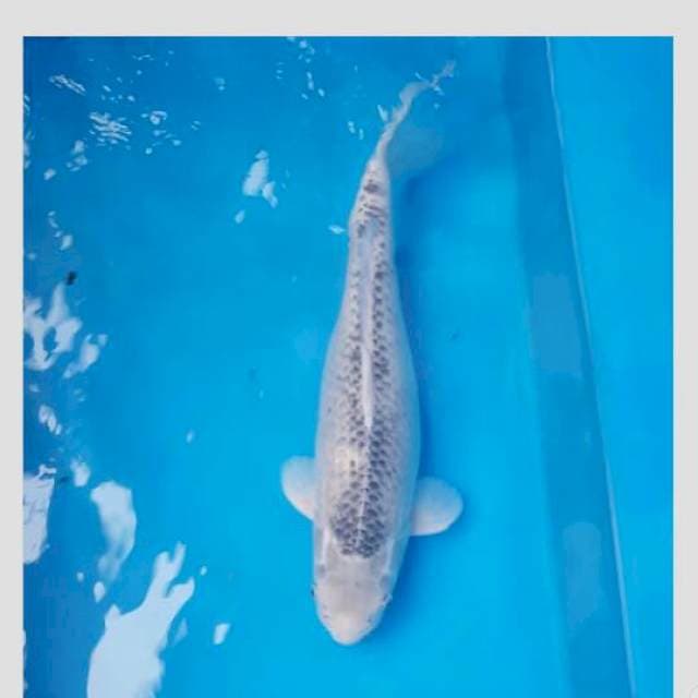 asagi jumbo 50cm