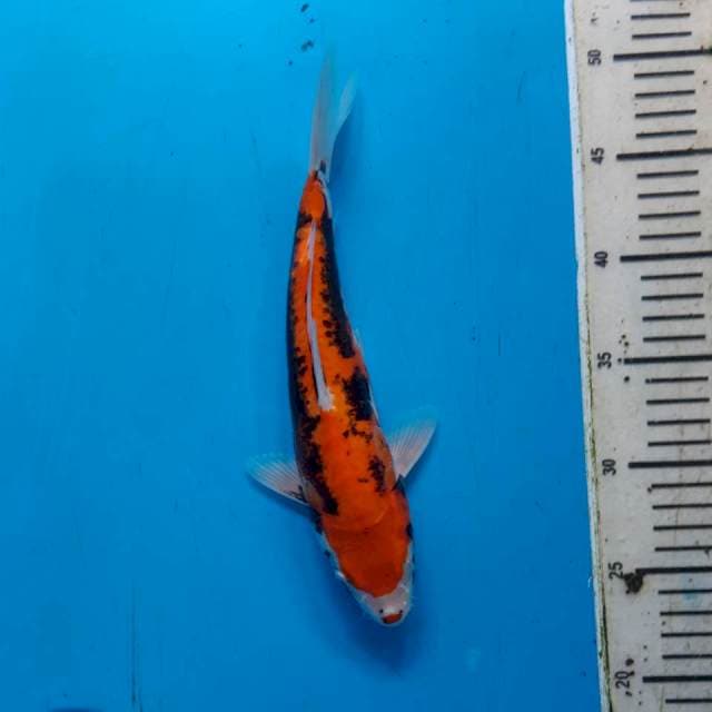 Beni kikokuryu