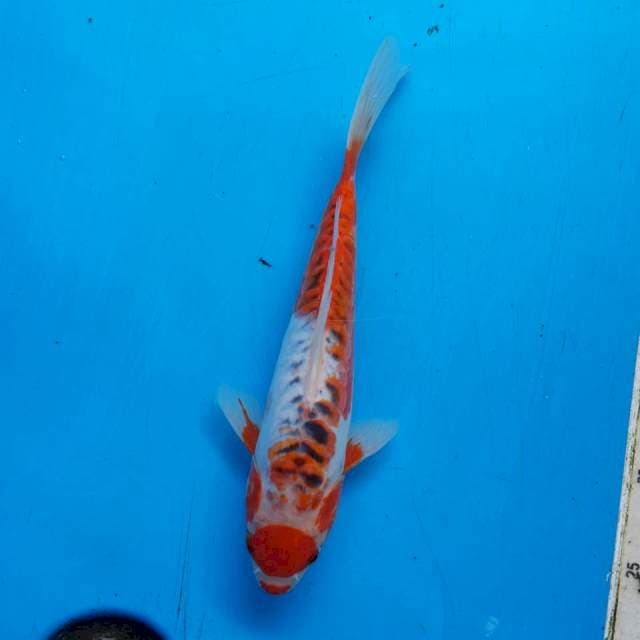 Tancho shusui