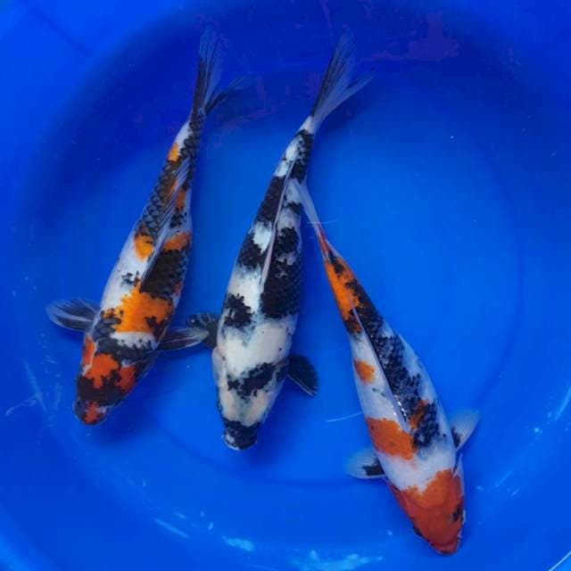 Mix trio