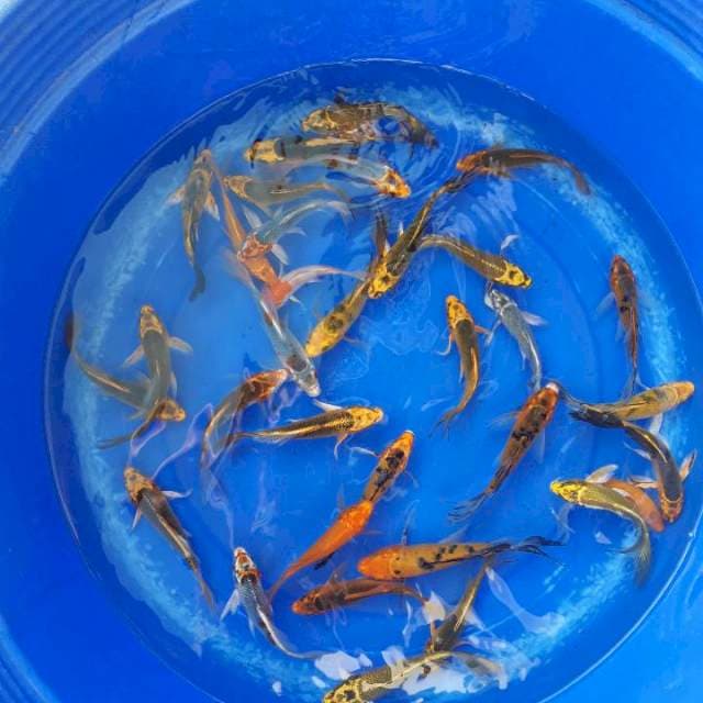 Mix kumpai 30ekor