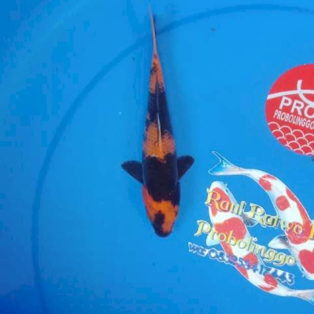 Hiutsuri