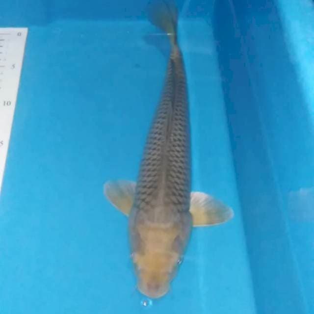 SHORAGOI 32CM