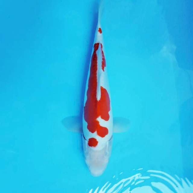 JN 3 - Kohaku doitsu
