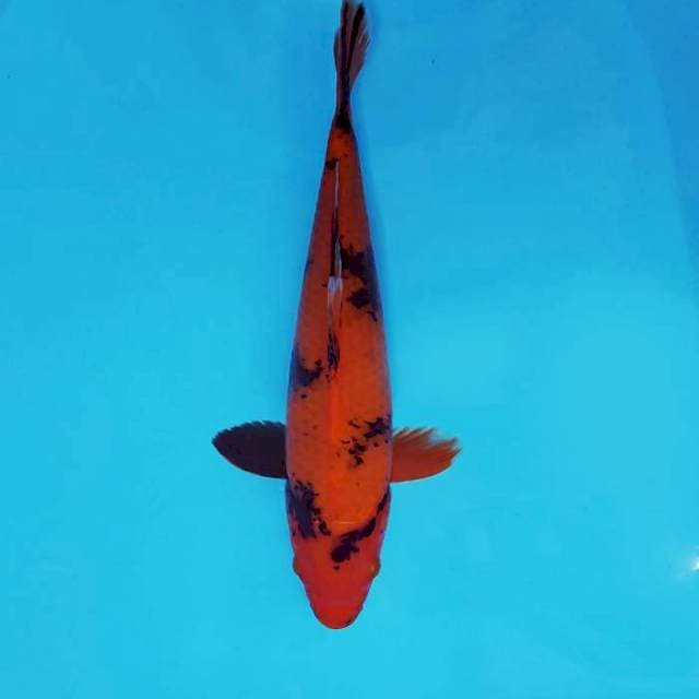 JN 4 - Hi utsuri