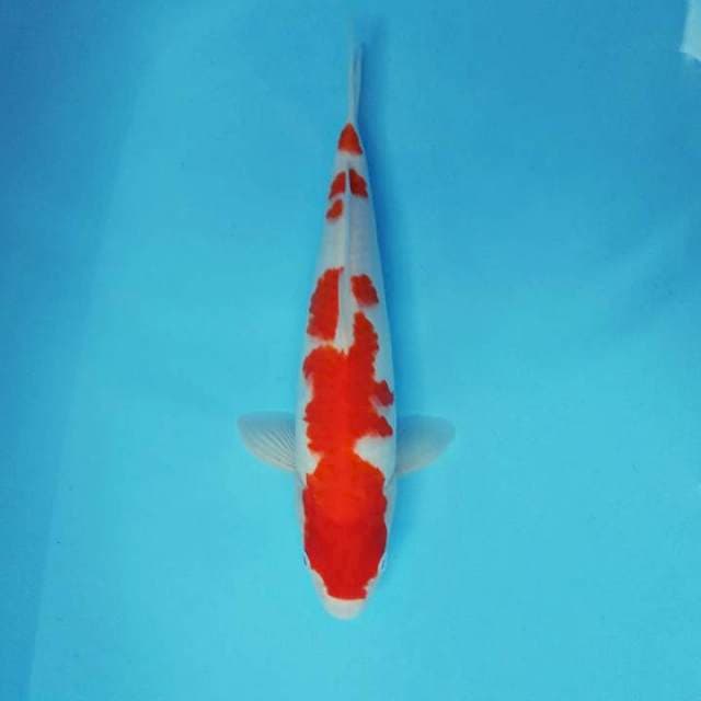 JN 5 - Kohaku