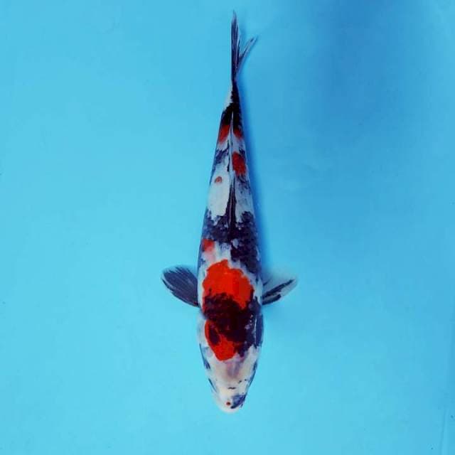 JN 8 - Showa prospect