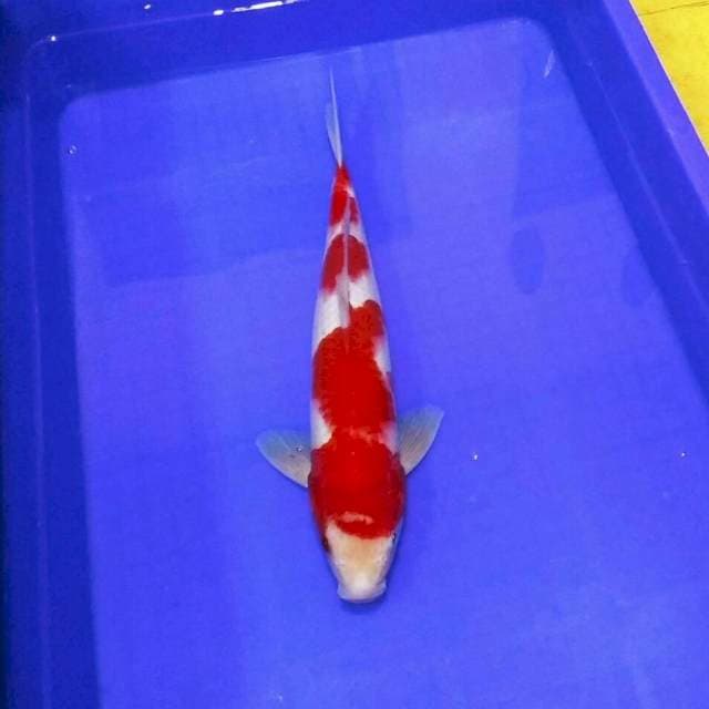 Super red kohaku