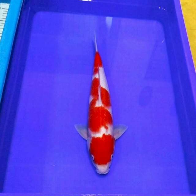 Kohaku merah