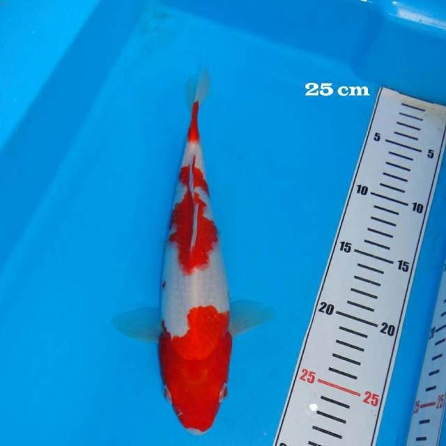 KOHAKU QUALITY SMOKE IN
