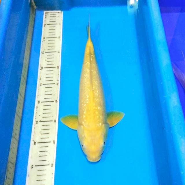 Karashi ginrin f1 konishi mata merah