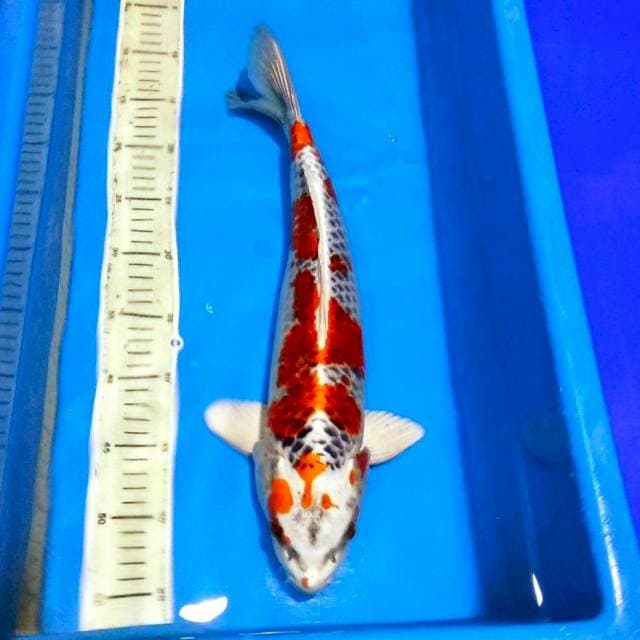 Male kujaku f1