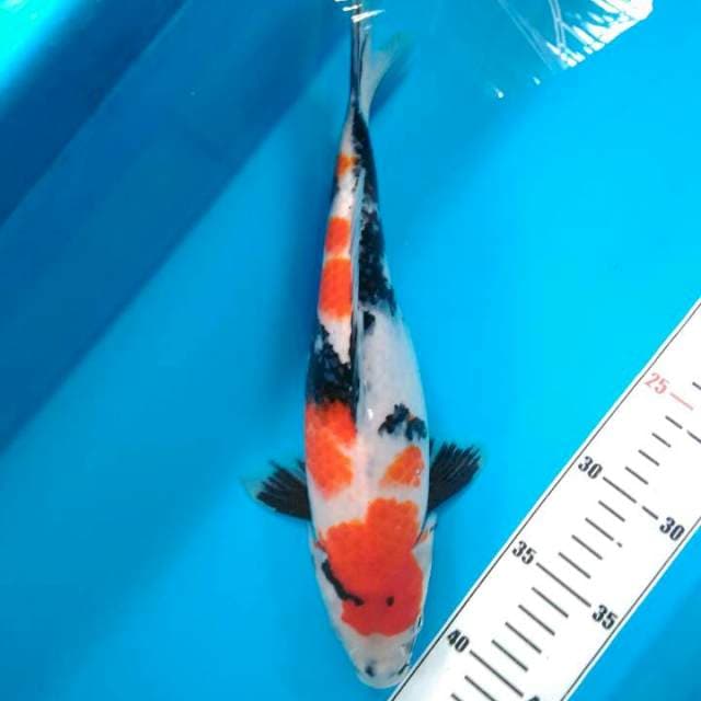 SHOWA 33cm