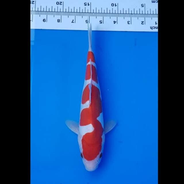 25cm doit murni original buat yg suka keindahan