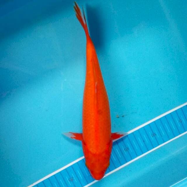 Benigoi super red