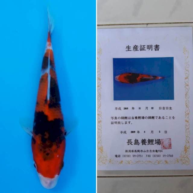 Showa tosai import sertifikat